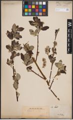 Foto von Salix caprea L.
